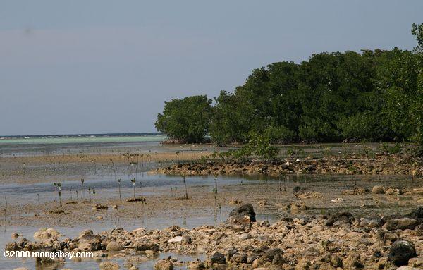 los manglares de una isla de atolones turneffe