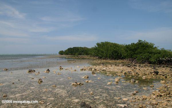 manguezais em um atol Turneffe ilha