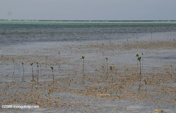 plántulas de mangle