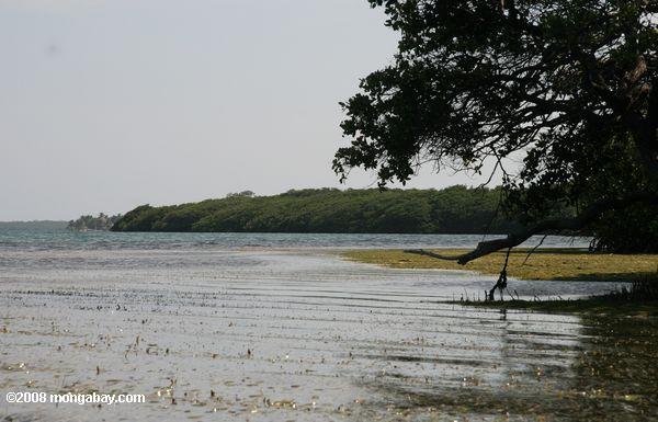 морская трава - мангровые заросли - и океан turneffe атолл