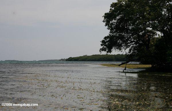 mar de hierba - los manglares - y el océano de turneffe atolón
