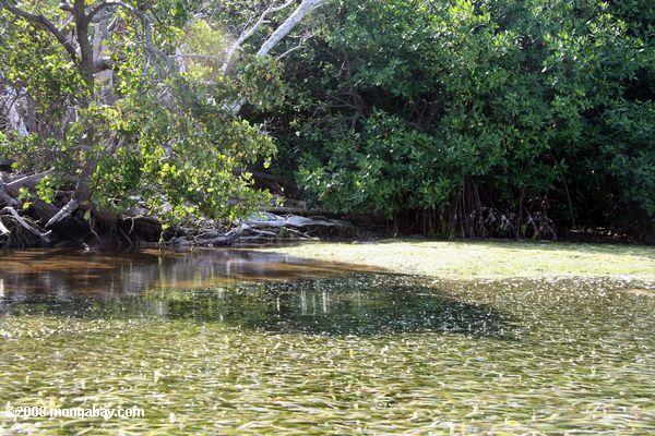 Mer herbe et les mangroves
