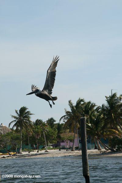茶色のペリカン（ pelicanusオキシデンタリス）飛行して
