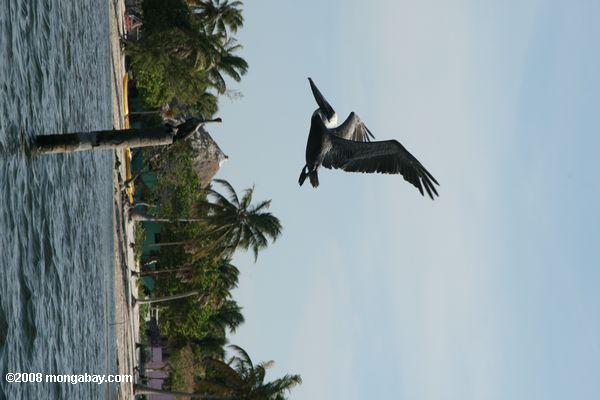 茶色のペリカン便で（ pelicanusオキシデンタリス）