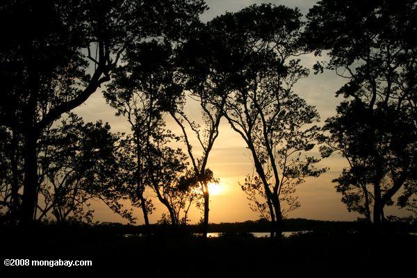 Sonnenuntergang am Blackbird Caye