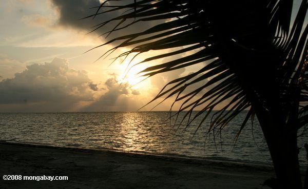 Lever du soleil et un palmier à Blackbird Caye plage