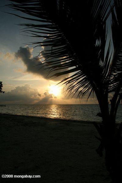 Sonnenaufgang und eine Palme am Strand Blackbird Caye