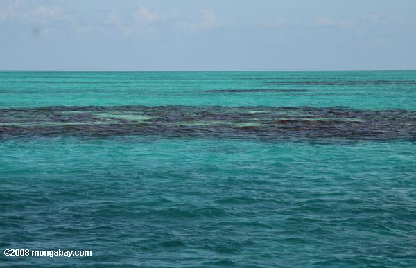коралловый риф возле синей дыры национальный парк
