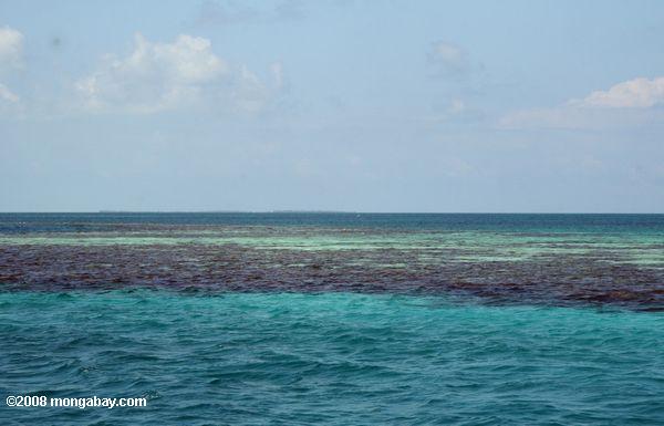 коралловый риф возле синей дыры национальный парк