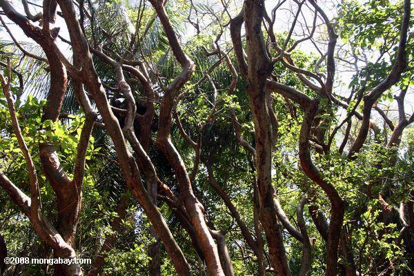 Gumbo limbes "Tourist arbre" (Bursera Simaruba)