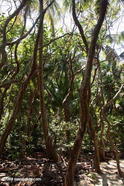 Gumbo limbes "Tourist arbres" utilisé pour le traitement des éruptions cutanées et les coups de soleil