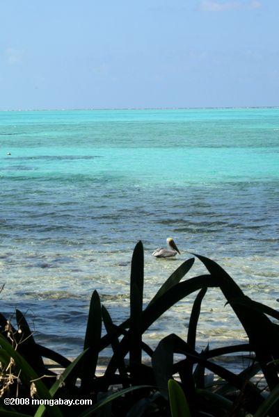 Pélican brun flottant sur un récif