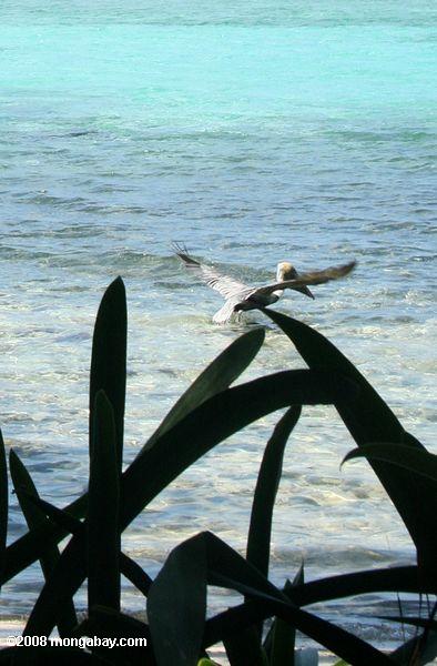 braune Pelikan, die Flug in der Nähe von Half Moon Caye