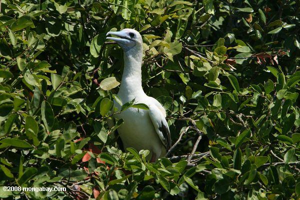 rot-footed Booby - Sula Sula