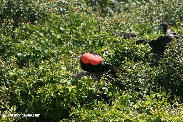 Magnificent Frigatebird künstliche Aufblähung seiner roten Gula Beutel zu gewinnen weiblichen Boobies
