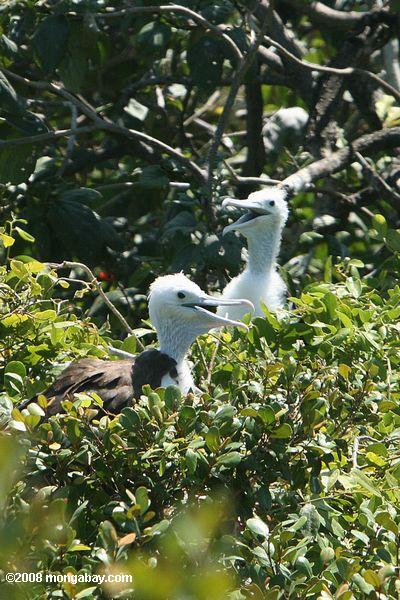 junge rot-footed Booby