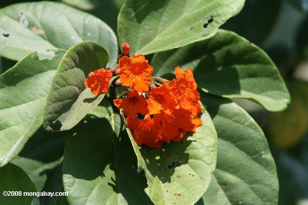 orange-Blüten der ziricote Baum