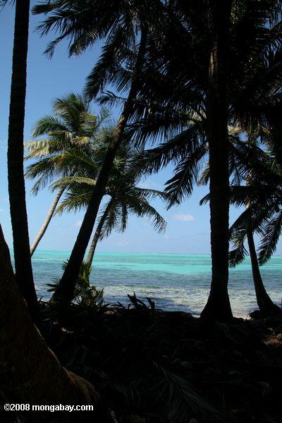 águas turquesa visto através de palmeiras em faro Caye