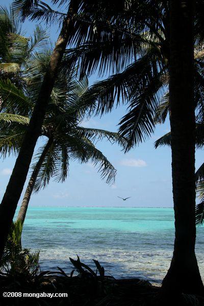 Les eaux turquoise vu à travers les palmiers sur phare Caye