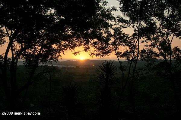 Puesta de sol sobre los bosques tropicales de Belice la cayo distrito
