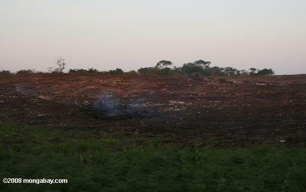 la deforestación en Belice