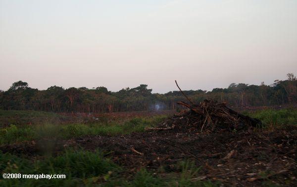 la deforestación en Belice