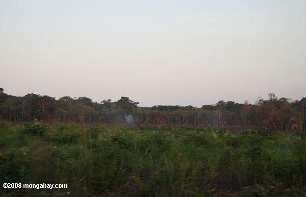 Brûlis le défrichement des forêts au Belize