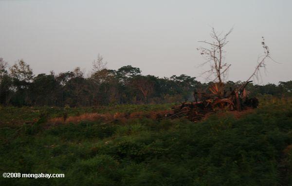 slash-e-queimar floresta clareira no Belize