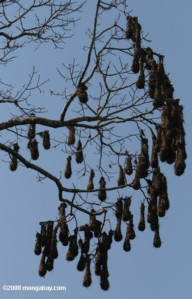 os ninhos de Montezuma Oropendola (Psarocolius montezuma) pendurado em uma árvore