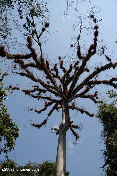 bromeliad-Ладена конечности гиганта капок дерево в Тикаль