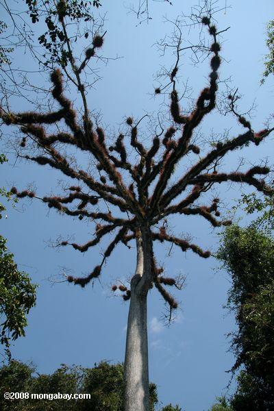 epiphyte-Laden Zweigstellen eines riesigen Kapok-Baum (Ceiba pentandra) bei Tikal