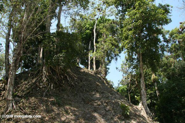 Tikal, was aussah wie vor der Ausgrabung