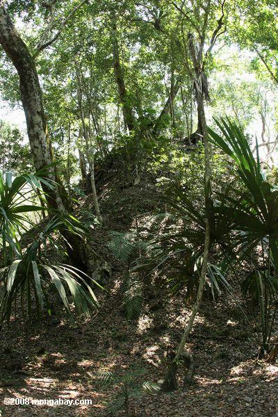 Tikal, was aussah wie vor Archäologen