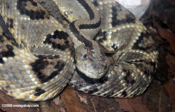 tropical serpiente de cascabel (Crotalus durissus) o Cascavel