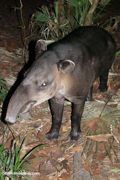 Un tapir (Tapirus bairdii) en Belize. Fotografía de: Rhett Butler. 