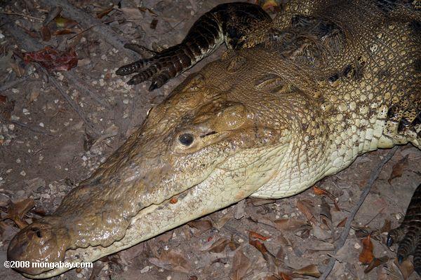 Crocodile américain (Crocodylus acutus) [Nom local-ou Aligata Cocodrilo]
