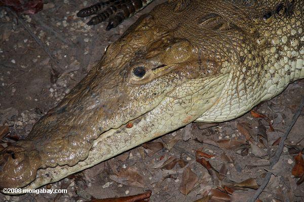 Crocodilo-americano [local Belizean nome-aligata ou cocodrilo]