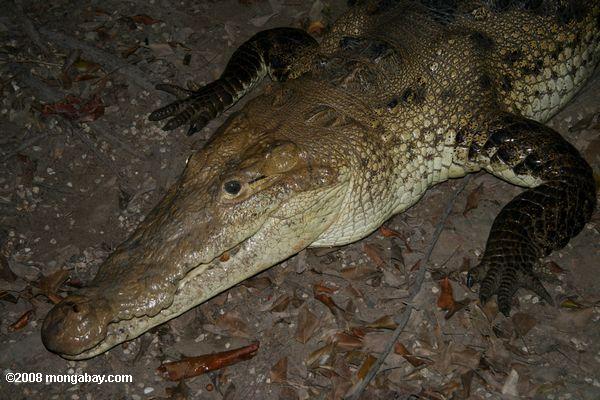American Krokodil (Crocodylus acutus) [lokaler Name-aligata oder Cocodrilo]