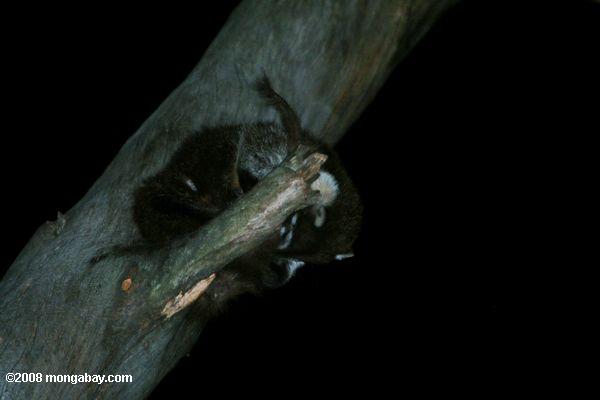 coati спал в дерево