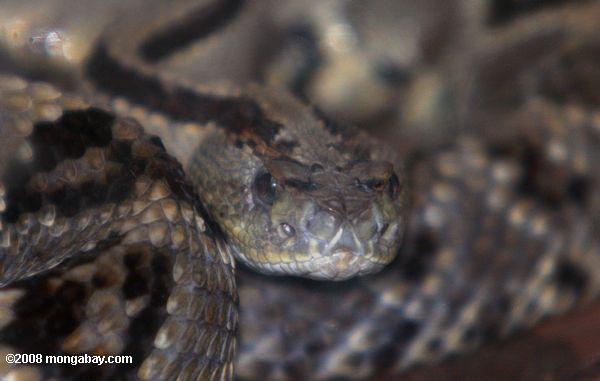 тропические гремучая змея (crotalus durissus) или cascabel