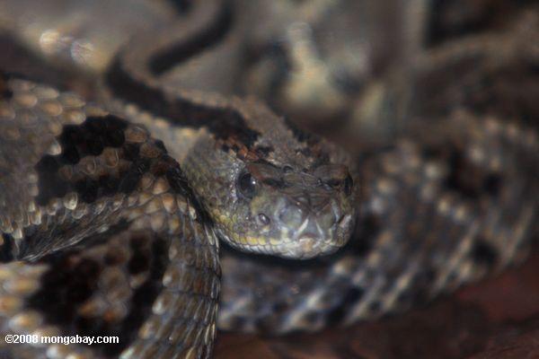 tropical serpiente de cascabel (Crotalus durissus) o cascabel