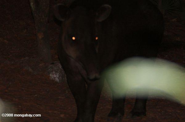 Tapir de Baird (Tapirus bairdii)