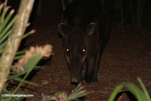 Baird da anta (Tapirus bairdii)