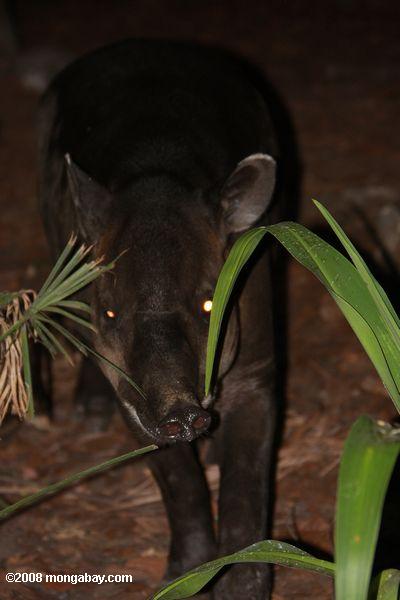 ベアードのバク（ tapirus bairdii ）