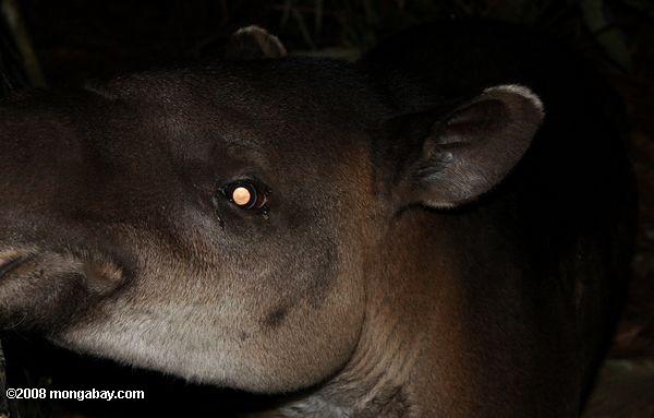 Baird's tapir (Tapirus bairdii)
