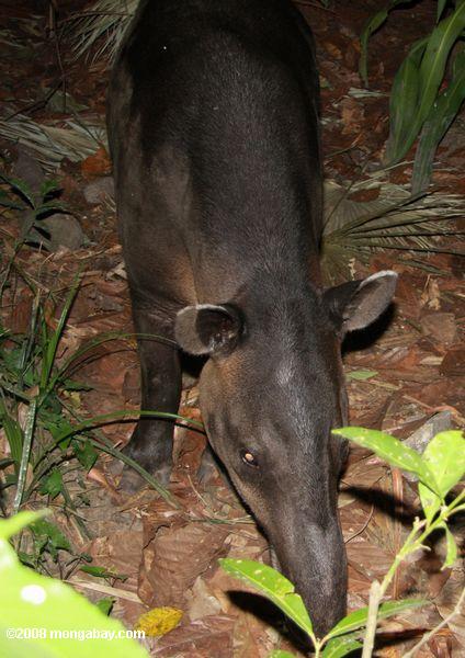 Baird da anta (Tapirus bairdii)