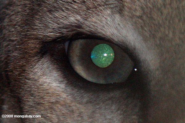 The eye of a mountain lion in Belize. Photo by Rhett A. Butler.
