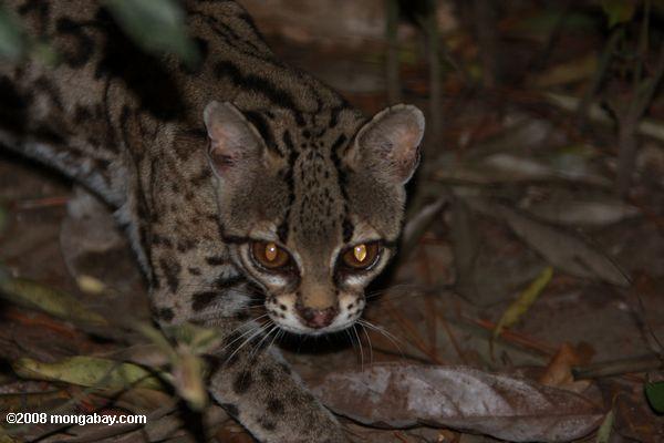 Gato-maracajá (Leopardus wiedii)