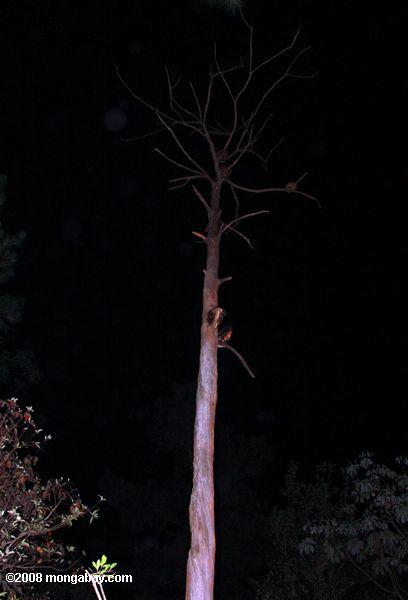 coatis in einem Baum