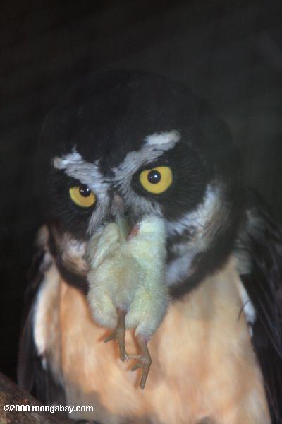 Chouette à lunettes (Pulsatrix perspicillata) avec un oiseau dans sa bouche